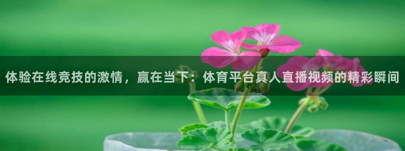 919球赛直播：体验在线竞技的激情，赢在当下：体育平台真人直播视频的精彩瞬间